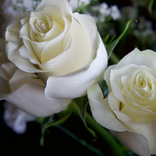 White roses.